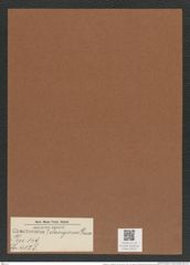 Chaetoceros ? clavigerus Grun. (de-Toni-Nr.: Genus 149, Species 4128) Zeichnungen Sammlung Grunow Mappe 04131 (Herbarium_W_Grunow_drawings_Folder_04131)